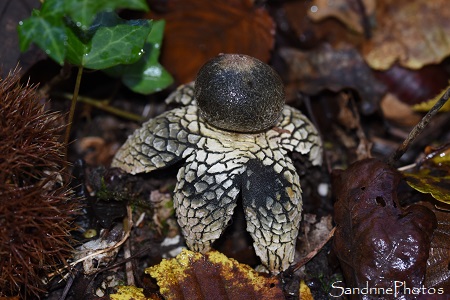 Astrée, Géastre hygrométrique, Astraeus hygrometricus, Champignon en forme de fleur, Savignac de Nontron, Forgebasse, Périgord vert, Dordogne (35)