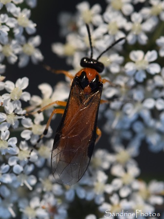 Athalia rosae, Tenthrède de la rave, insectes Hyménoptères, Le Verger et la Croix curé, 16 octobre 2023, Bouresse (55)