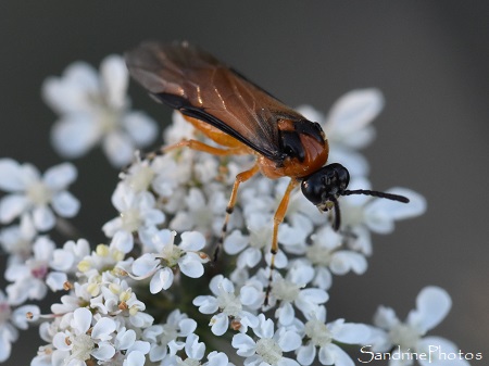 Athalia rosae, Tenthrède de la rave, insectes Hyménoptères, Le Verger et la Croix curé, 16 octobre 2023, Bouresse (56)