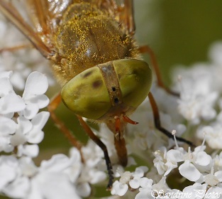 Atylotus loewianus, Taon jaune, Tabanidae, Diptère, Insectes du jardin, Yellow Horsefly, Bouresse, Poitou-Charentes (4)