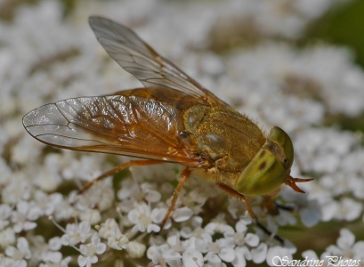 Atylotus loewianus, Taon jaune, Tabanidae, Diptère, Insectes du jardin, Yellow Horsefly, Bouresse, Poitou-Charentes (5)