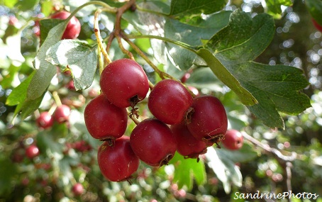 Aubépine et ses petites baies rouges, Hawthorn and its little red berries, Bouresse, Poitou-Charentes