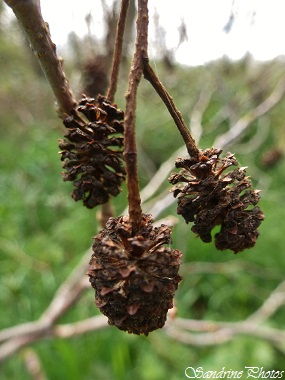 Aulne glutineux, Aulne noir, Verne, Alnus glutinosa, arbres et arbustes, fruits, cônes, Poitou-Charentes(1)