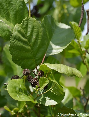 Aulne glutineux, Aulne noir, Verne, Alnus glutinosa, arbres et arbustes, fruits, cônes, Poitou-Charentes(2)