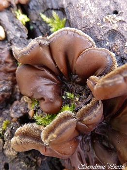 Auriculaire poilue, Auricularia mesenterica, Champignon gris poilu sur bois mort, grey hairy mushrooms on rotten wood, Jardin, Garden, Bouresse, Poitou-Charentes (2)