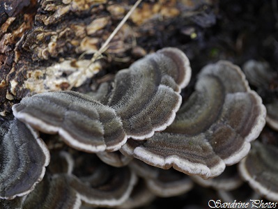 Auriculaire poilue, Auricularia mesenterica, Champignon gris poilu sur bois mort, grey hairy mushrooms on rotten wood, Jardin, Garden, Bouresse, Poitou-Charentes (5)