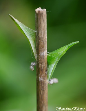 Aurore printanière, chenille et chrysalide, Anthocharis cardamines, Pieridae, Papillon de jour, Caterpillar and chrysalis, Moths and butterflies of Poitou-Charentes, Bouresse, France (1)