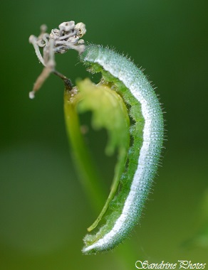 Aurore printanière, chenille et chrysalide, Anthocharis cardamines, Pieridae, Papillon de jour, Caterpillar and chrysalis, Moths and butterflies of Poitou-Charentes, Bouresse, France (2)