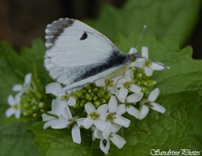 Aurore printanière femelle, Anthocharis cardamines, Femelle, Pieridae, Bouresse, le long de la Dive, Chemin de la Traire, Poitou-Charentes