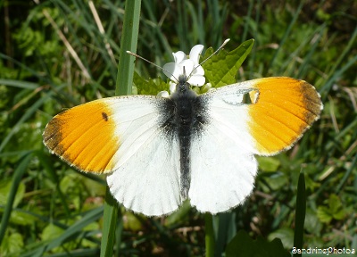 Aurore printanière mâle, Anthocharis cardamines - Pieridae, Papillon de jour, Butterflies of France, Bouresse, Poitou-Charentes (1)