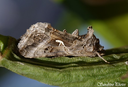 Autographa gamma, le Gamma ou Lambda, papillon de nuit (1)