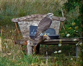 Autour des palombes, rapace diurne, Accipiter gentilis, le Verger, Bouresse Sud Vienne 86 (3)