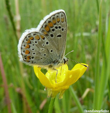 Azuré commun Argus bleu Polyommatus icarus papillon du Poitou-Charentes Bouresse