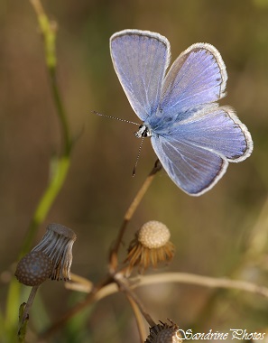 Azuré commun, Polyommatus icarus, Papillons de jour, Moths and butterflies, Jujols, Juillet 2015, SandrinePhotos