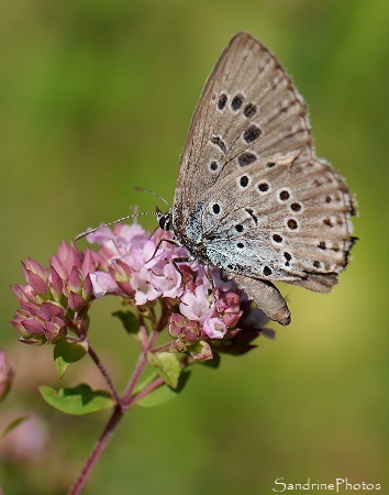 Azuré du serpolet, Phengaris arion, Lycaenidae, Papillon de jour, Le Verger, Bouresse 86