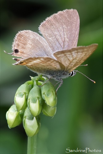 Azuré porte-queue, Lampides boeticus, Papillons de jour, Le Verger, Bouresse (21)