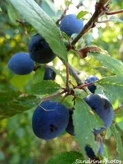 Baies bleues de prunellier, arbuste sauvage, Blackthorn blue berries or sloes, wild bushes, Prunus spinosa, Bouresse Poitou-Charentes-11 aot 2012