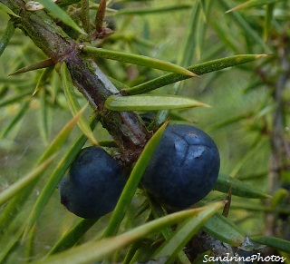 Baies de genévrier commun, Juniperus communis, Juniper berries, Arbres et arbustes, Conifères, Bouresse 12 octobre 2012 