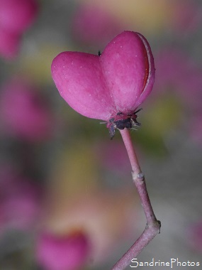 Ballon en coeur de Fusain, Fusain d`Europe, Euonymus europaeus, fruits roses, Graines oranges, Jardin, le Verger, Bouresse, Poitou, Biodiversité en région Nouvelle-Aquitaine (44)