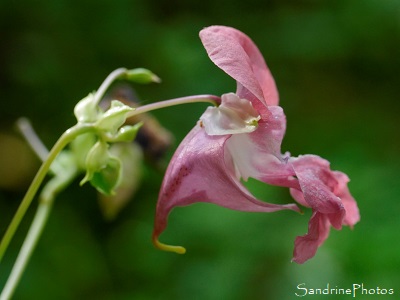 Balsamine de l`Himalaya, Impatiens glandulifera, Fleurs sauvages, la Planchette, Queaux