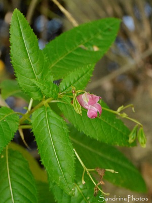 Balsamine de l`Himalaya, Impatiens glandulifera, Fleurs sauvages roses, la Planchette, Queaux (2)