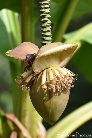 Bananier, Plante exotique, Balade le long de la Vienne entre Queaux et La Roche, 86