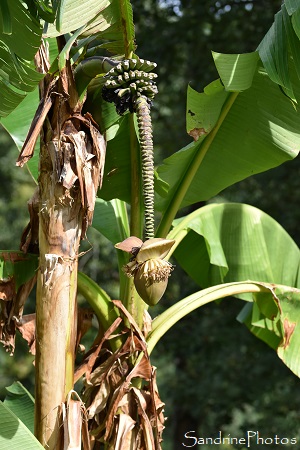 Bananier du Japon, Plante exotique, Fruits, Balade le long de la Vienne entre Queaux et La Roche 86