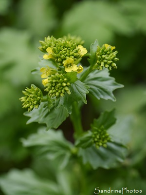 Barbarée commune, Barbarea vulgaris, Fleurs sauvages jaunes, Jardin, le Verger, Refuge LPO, Bouresse 86, Sud-Vienne (16)