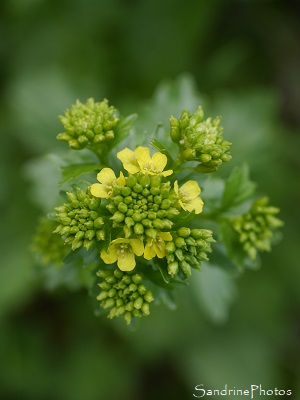 Barbarée commune, Barbarea vulgaris, Fleurs sauvages jaunes, Jardin, le Verger, Refuge LPO, Bouresse 86, Sud-Vienne (17)