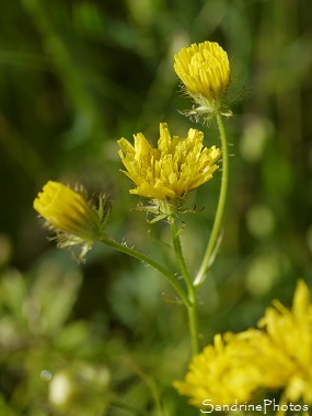 Barkhausie hérissée, Crepis setosa, Barkhausia setosa, Pissenlit longues feuilles pointues bouquet de fleurs sauvages jaunes, Jardin, Le Verger, Bouresse, 86, Région Aquitaine-Limousin-Poitou-Charente