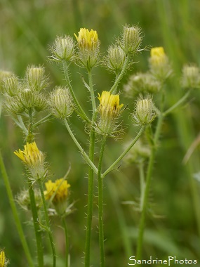 Barkhausie hérissée, Crepis setosa, Barkhausia setosa, Pissenlit longues feuilles pointues bouquet de fleurs sauvages jaunes, Jardin, Le Verger, Bouresse, Région Aquitaine-Limousin-Poitou-Charentes (2