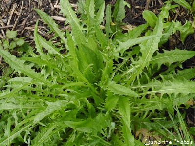 Barkhausie hérissée, Crepis setosa, Barkhausia setosa, Pissenlit longues feuilles pointues bouquet de fleurs sauvages jaunes, Jardin, Le Verger, Bouresse, Région Aquitaine-Limousin-Poitou-Charentes 86