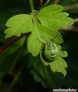 Bébé punaise Insectes Bouresse Poitou Charentes (5)