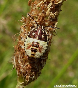 Bébé punaise Insectes Bouresse Poitou Charentes (7)