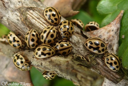 Bébés coccinelles Tytthaspis sedecimpunctata, Coccinelles jaunes à 16 points, Young yellow ladybirds with 16 spots, le long de la Blourde, Poitou-Charentes