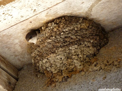 bébé hirondelle dans son nid, oiseaux de nos jardins, young Swallow in its nest, birds of our gardens, Bouresse Poitou-Charentes