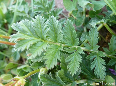 Bec-de-grue commun, Erodium cicutarium, Fleurs sauvages roses, Le Verger, Bouresse (12)