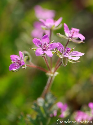 Bec-de-grue commun, Erodium cicutarium, Fleurs sauvages roses, Le Verger, Bouresse 86 (10)