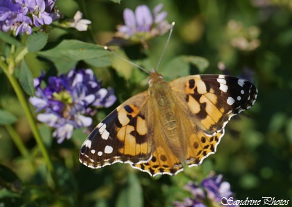 Belle Dame, Vanesse du chardon, Vanessa cardui, Papillon de jour, Nymphalidae, Moths and butterflies, Bouresse, Villemblée, Poitou-Charentes (2)