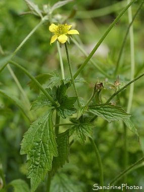 Benoîte commune, Geum urbanum, Fleurs sauvages jaunes, Yellow wild flowers, Jardin Le Verger, Bouresse 86