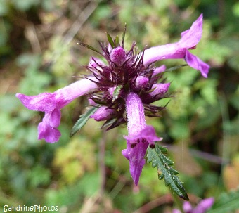 Bétoine officinale-Stachys officinalis, Fleur sauvages des côtes bretonnes, Brittany coasts wild flowers, Balade à Carantec Finistère, SandrinePhotos