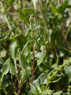 Bette maritime, Beta vulgaris subsp. maritima, Flore des Marais salants de Guérande, Loire-Atlantique (20)