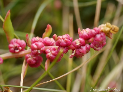 Bette maritime, Fleurs sauvages des côtes bretonnes, Piriac, sentier des douaniers, Loire-Atlantique (64)