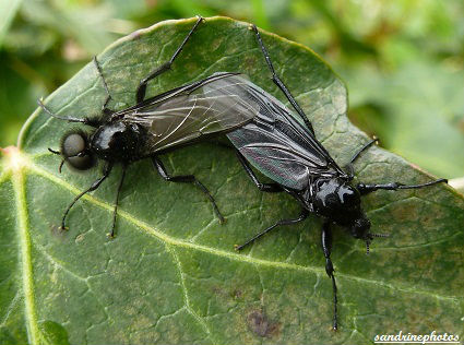 bibio marci Mouche de la saint Marc Bibionidae Diptère du Poitou-Charentes Bouresse