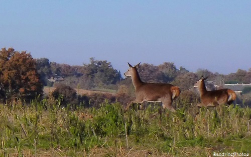 Biche et son faon, a Hind and its fawn, wild animals, animaux sauvages, Bel Air, Dimanche 8 décembre 2013