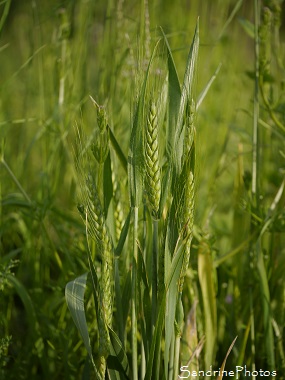 Blé, Epis champêtres, Graminées, Jardin, Le Verger, Bouresse, Région Aquitaine Limousin Poitou-Charentes (6)