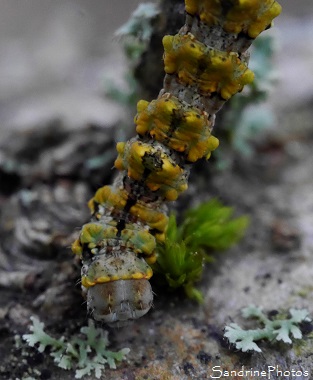 Boarmie des lichens, Cleorodes lichenaria, Chenille des Lichens sur chêne, Papillon de nuit, Le Verger, Bouresse 86, CC Vienne et Gartempe (13)