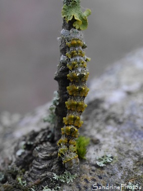 Boarmie des lichens, Cleorodes lichenaria, Chenille des Lichens sur chêne, Papillon de nuit, Le Verger, Bouresse 86, CC Vienne et Gartempe (4)