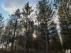 Bois de Bel Air Bouresse Poitou-Charentes