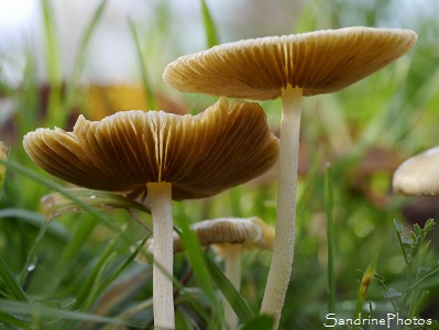 Bolbitie jaune d`oeuf, Bolbitius titubans, Champignons jaunes, Jardin, Le Verger, Bouresse, 86, Poitou, Biodiversité en région Nouvelle-Aquitaine (34)